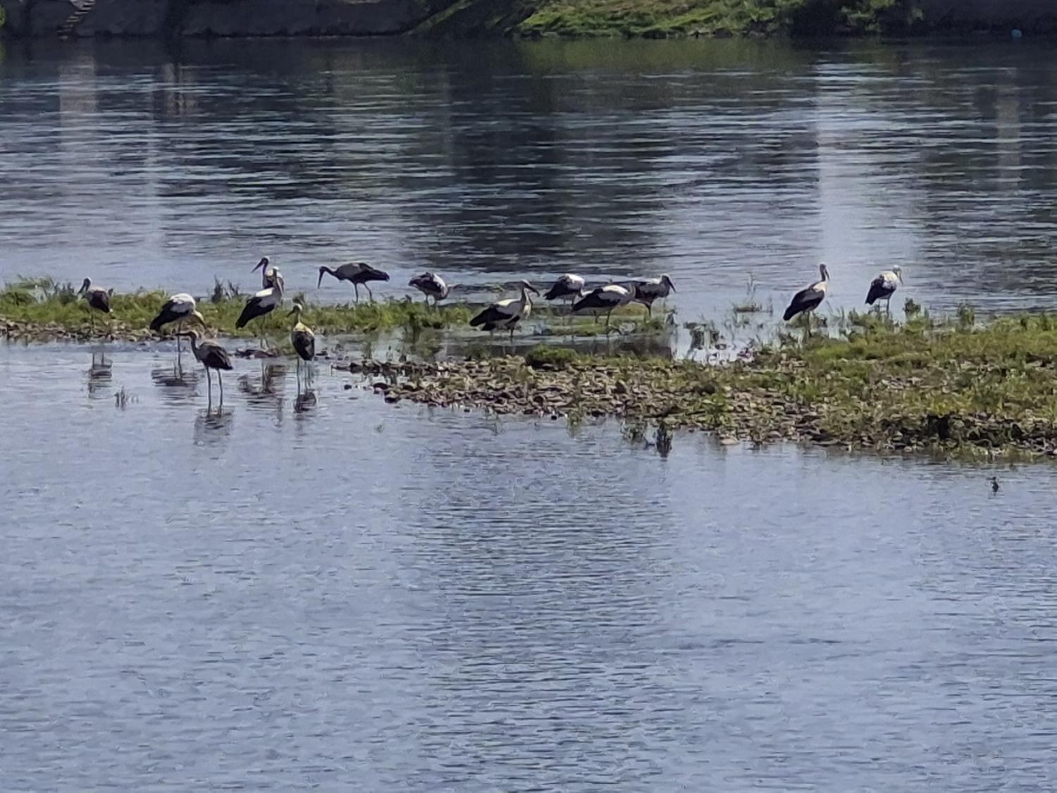 Birds on the river