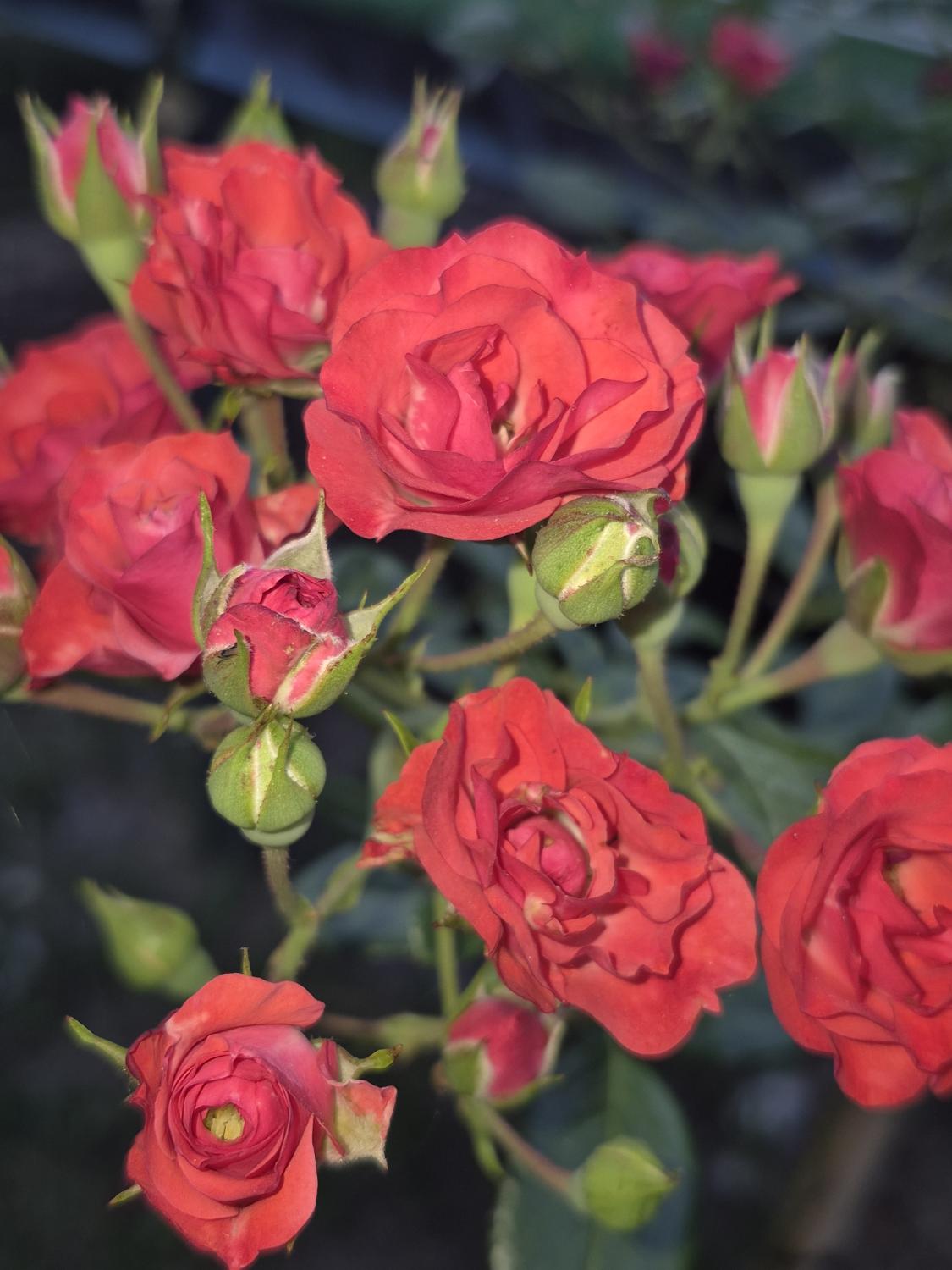 Garden roses