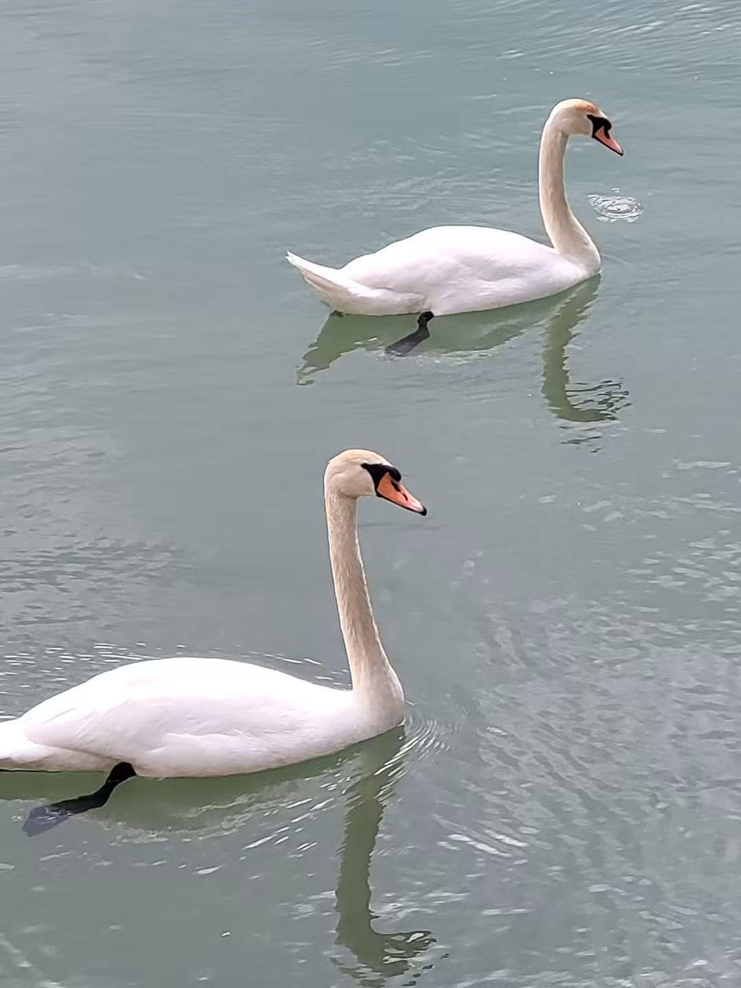 Swans on the Drina River